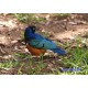 Tapis de souris oiseau bleu personnalisé avec prenom