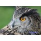 Tapis de souris hibou personnalisé avec prénom
