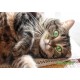 Tapis de souris chat personnalisé avec prénom