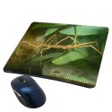 Tapis de souris phasme personnalisé avec prénom